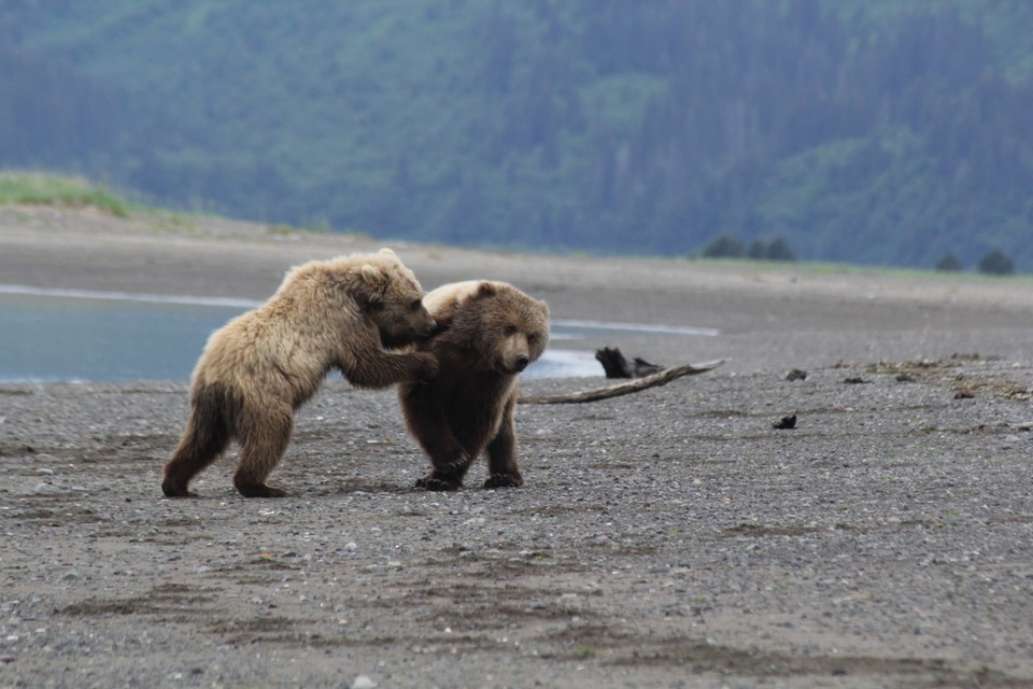 Bear Viewing in Alaska