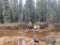 White Pass Outfitters