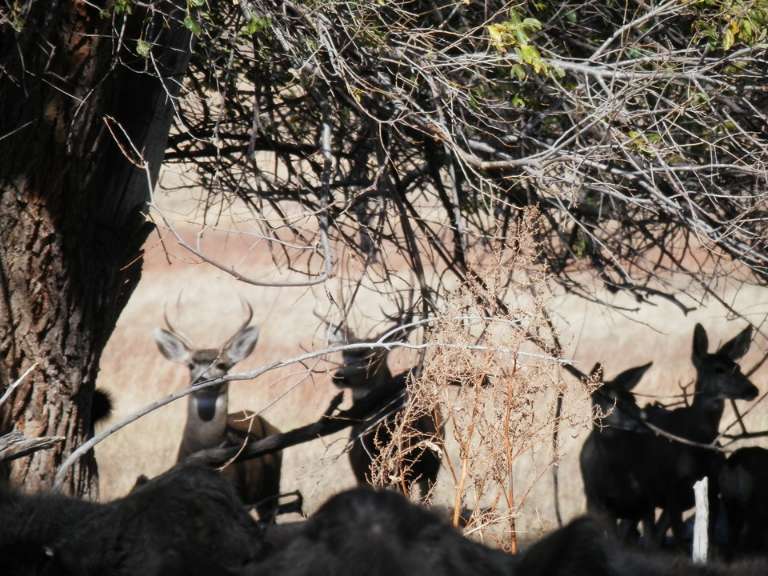 Alcorn's Hunter Haven