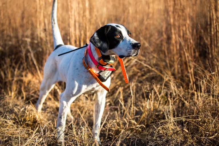 Shenandoah Plantation