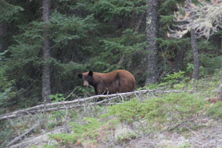 Wallace Lake Lodge & Outposts