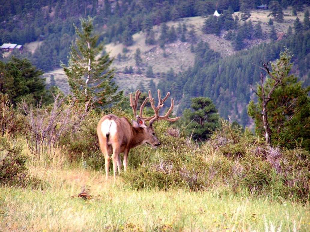 Bearzden Hunting, LLC
