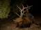 The Seligman Guide And Outfitter Company