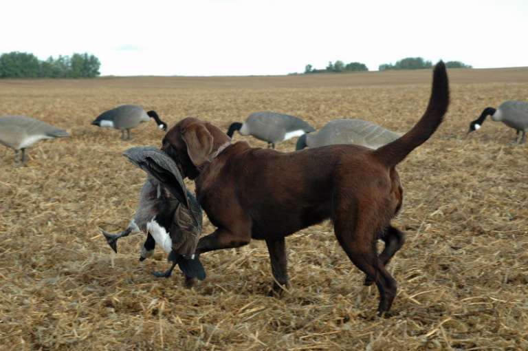 Bittern Lake Lodge & Outfitters