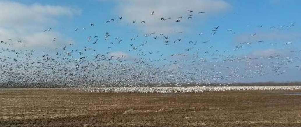 Avian Skies