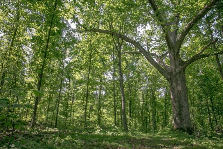Southern Whitetail Outfitters