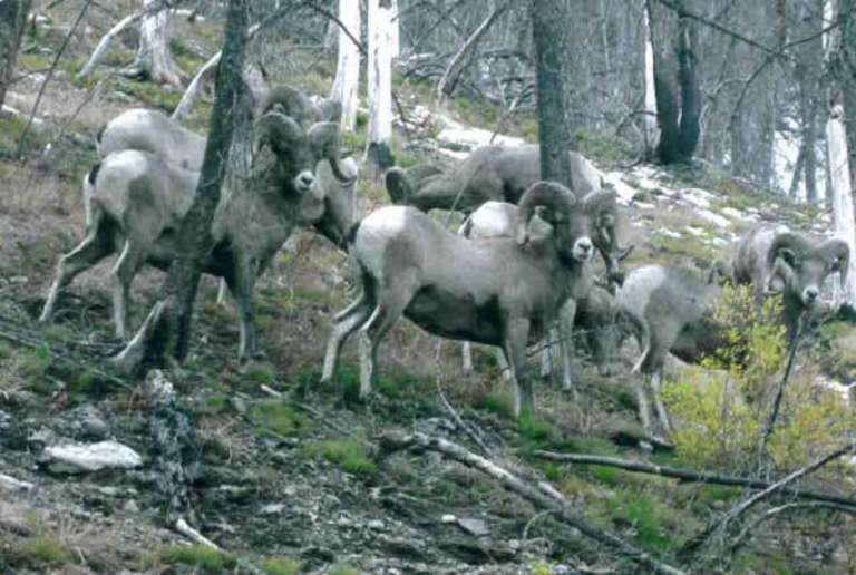 Flying Resort Ranches, Inc (Root Ranch)