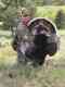 J&J Guide Service/Living the Dream Outdoors, LLC.