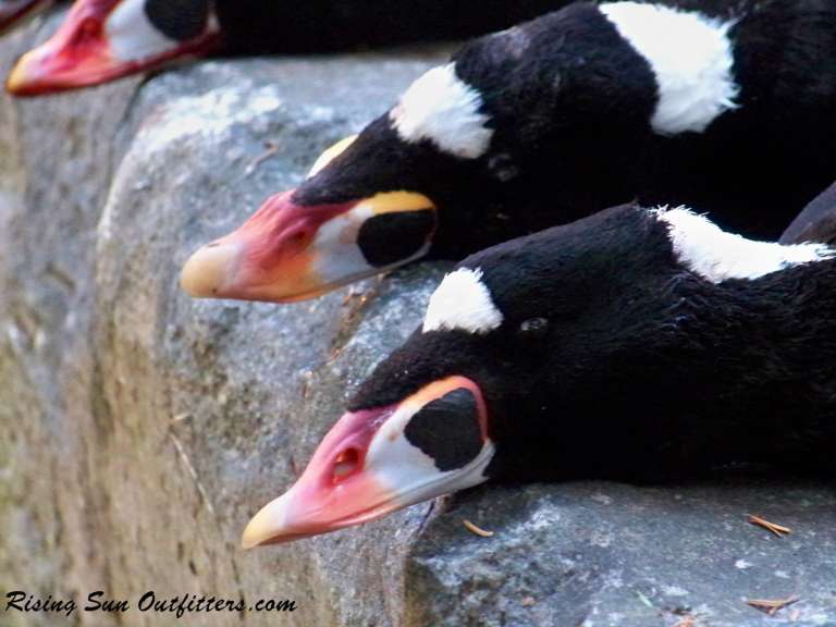 Rising Sun Outfitters