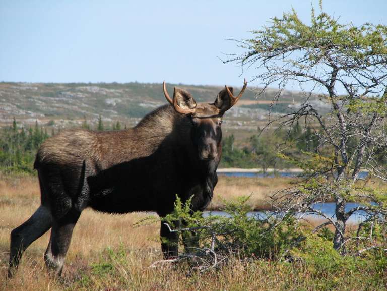 Conne River Outfitting