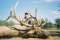 Acoma Big Game Hunts