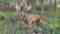 Mountain Meadow Hunting Preserve