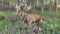 Mountain Meadow Hunting Preserve