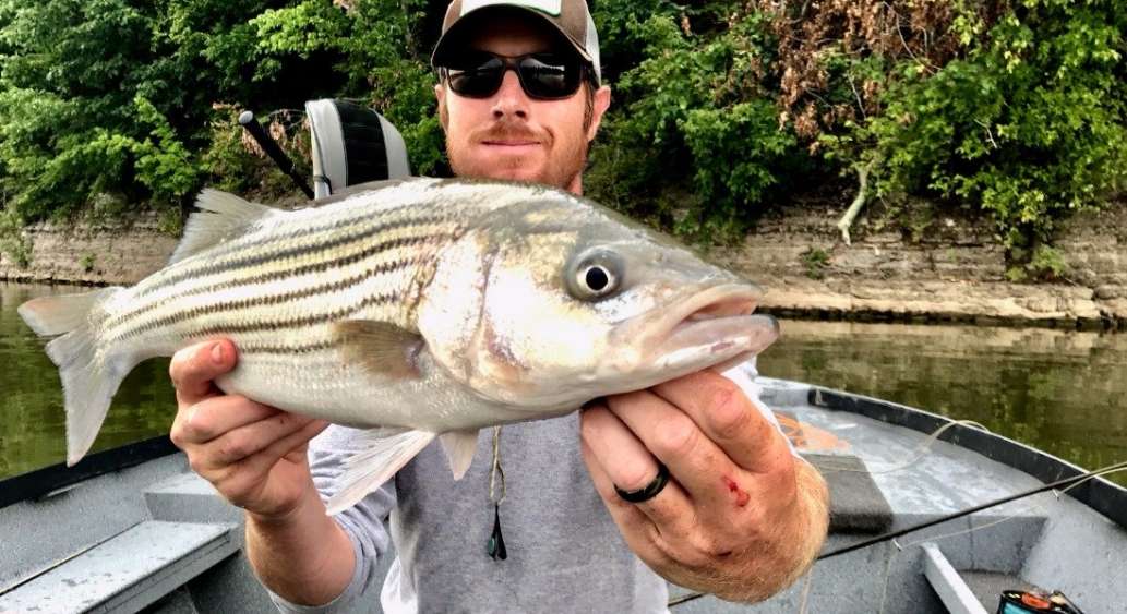Tennessee on the Fly