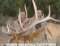Timber Mountain Outfitters
