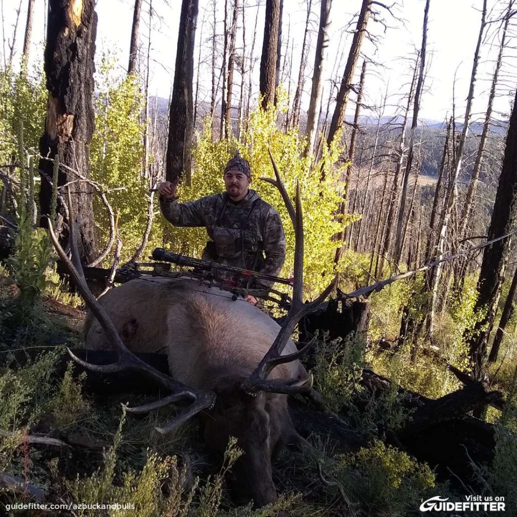 Az Buck And Bulls