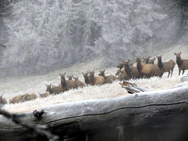 Scapegoat Wilderness Outfitters