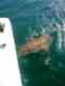 Capt. Vinny Sportfishing Key West - Private Charters