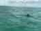 Soul Shine Charters