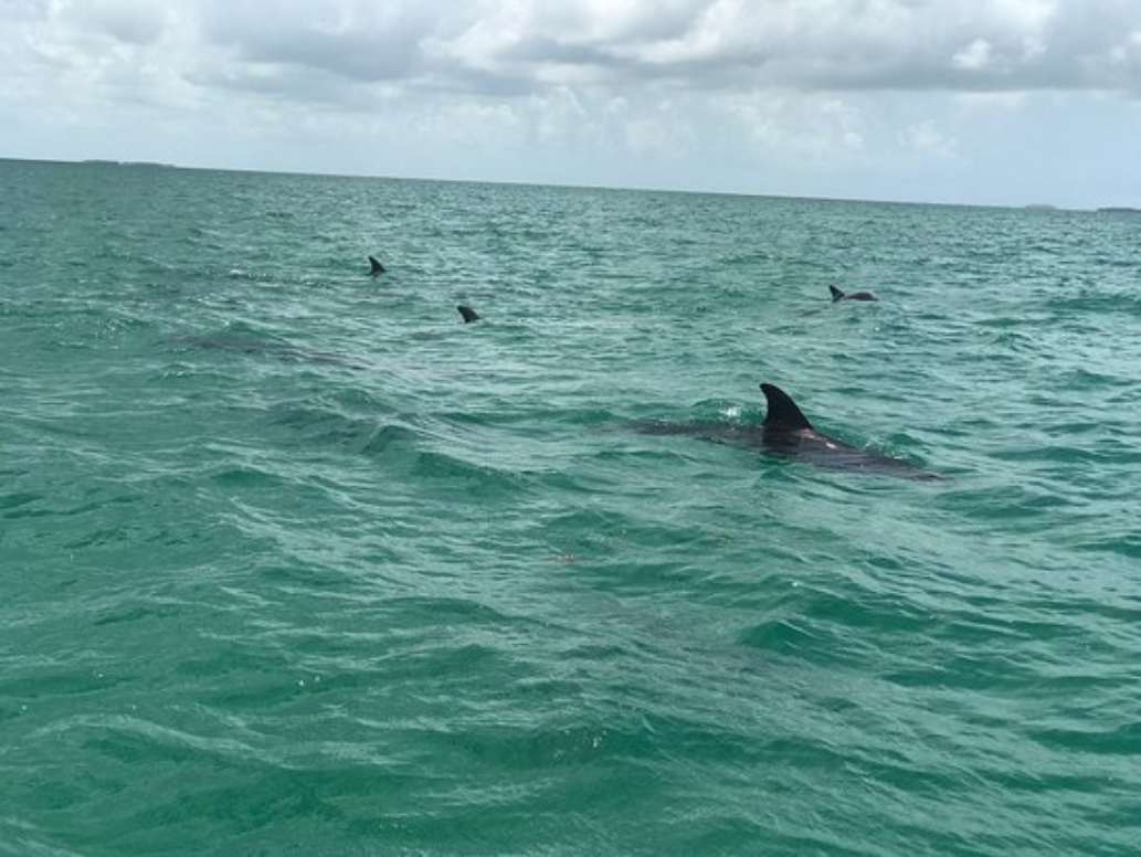 Soul Shine Charters