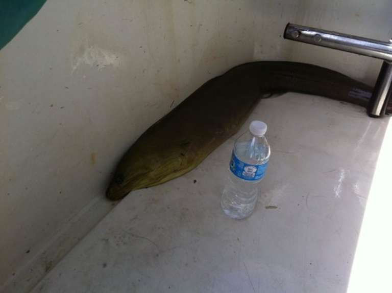 Key West Snorkel Fish Combo