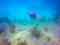 Coral Head Adventures