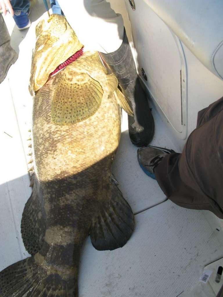 Animal House Charters