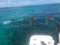 A1A Watersports