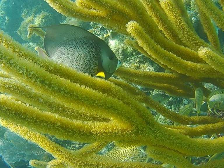 Clearly Unique Charters