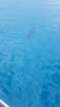 Sea Monkey Ocean Adventures