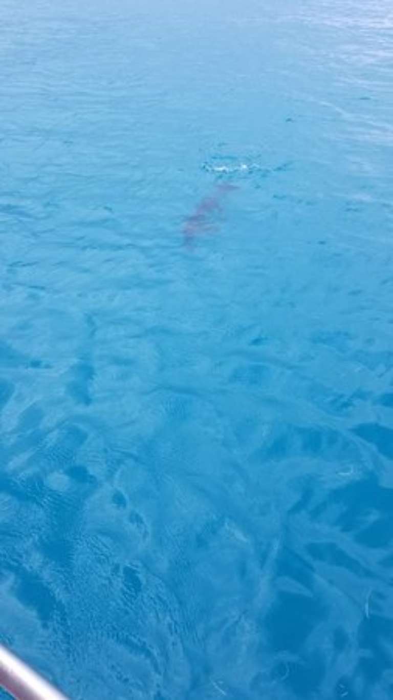 Sea Monkey Ocean Adventures