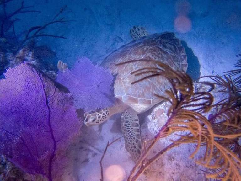 Islamorada Dive Center