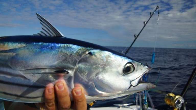 Reel Pursuit Offshore Fishing Charters