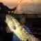 3rd Alarm Fishing Charters