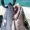 Boneafide Charters