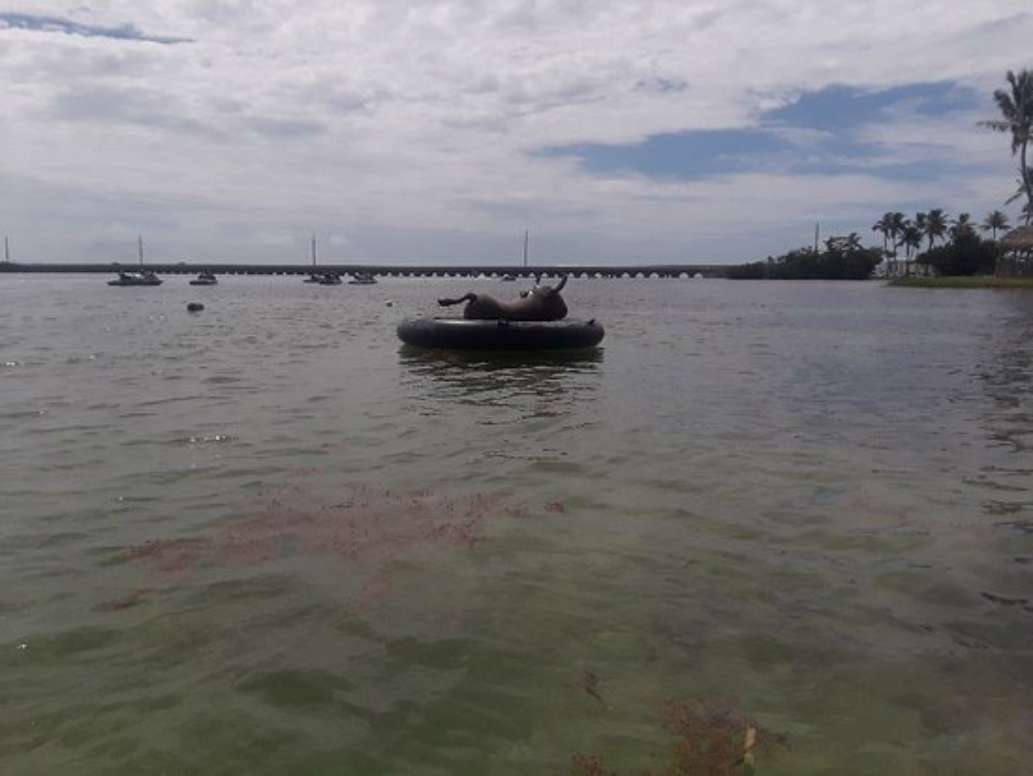 Keys Boat Tours
