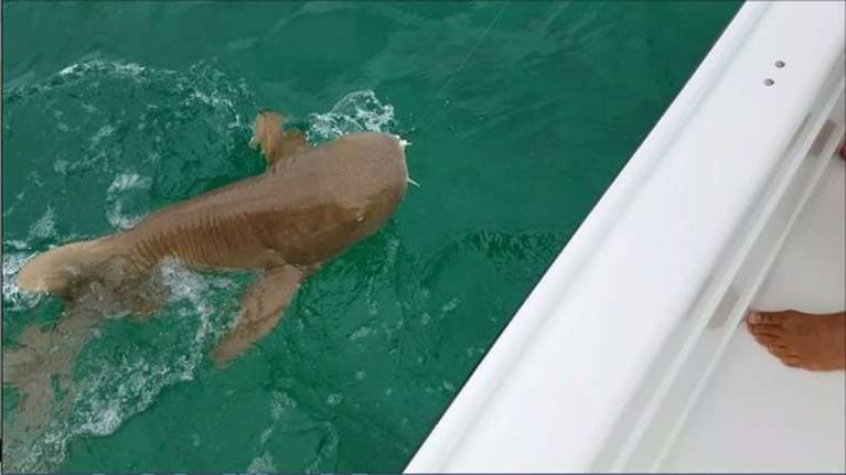 True Island Adventures