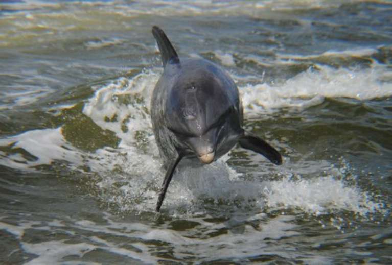 Everglades Area Tours