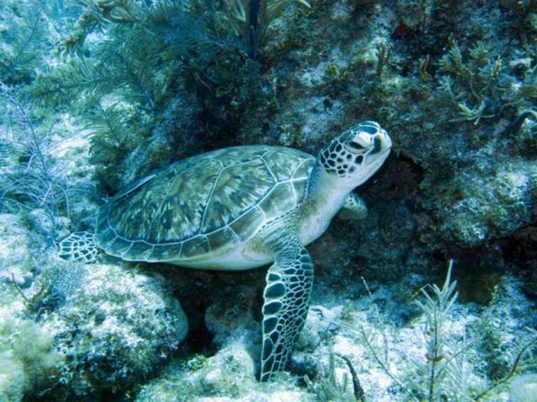 Sea Dwellers Dive Center of Key Largo