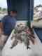 Carole Ann II Private Fishing Charters
