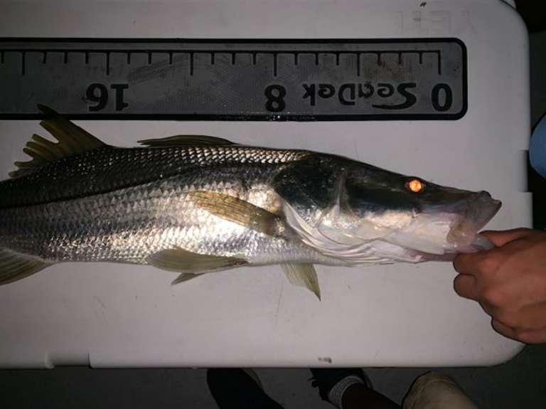 Tell N' Tails Charters