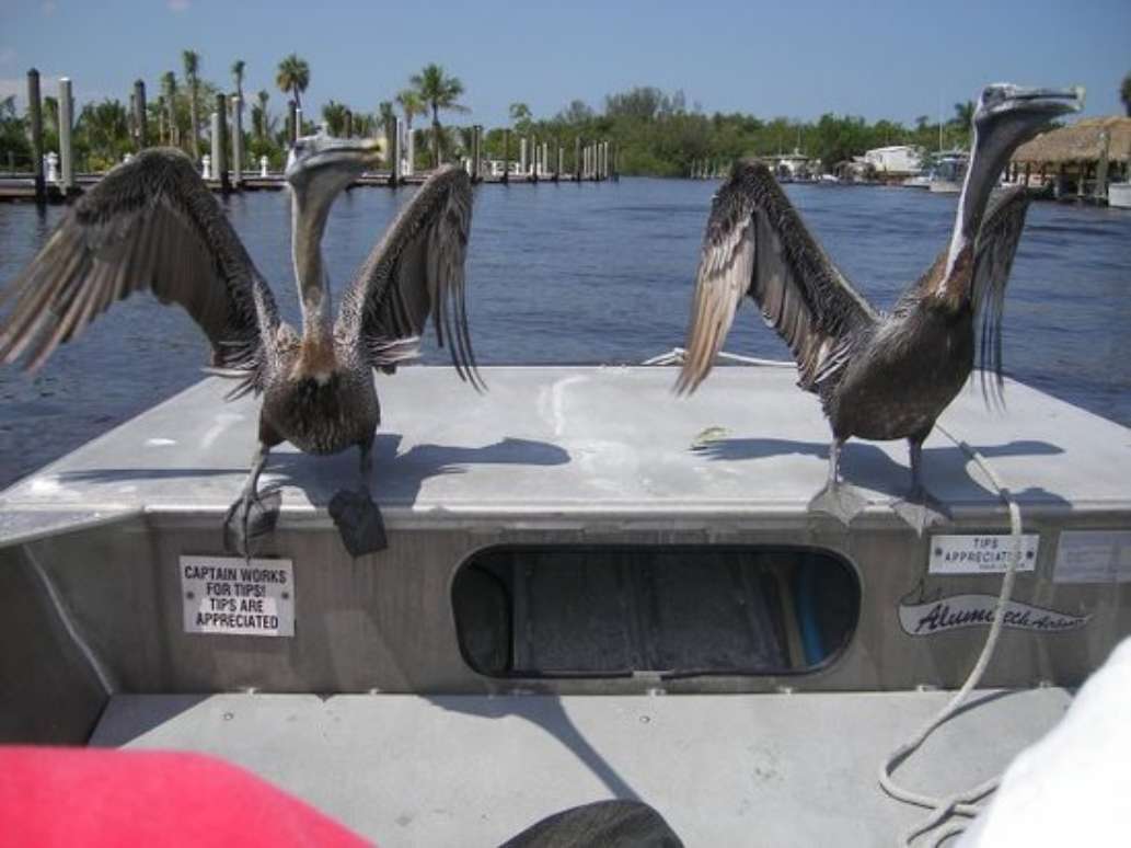 Air Boat USA