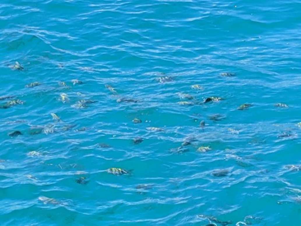 Starfish Snorkeling