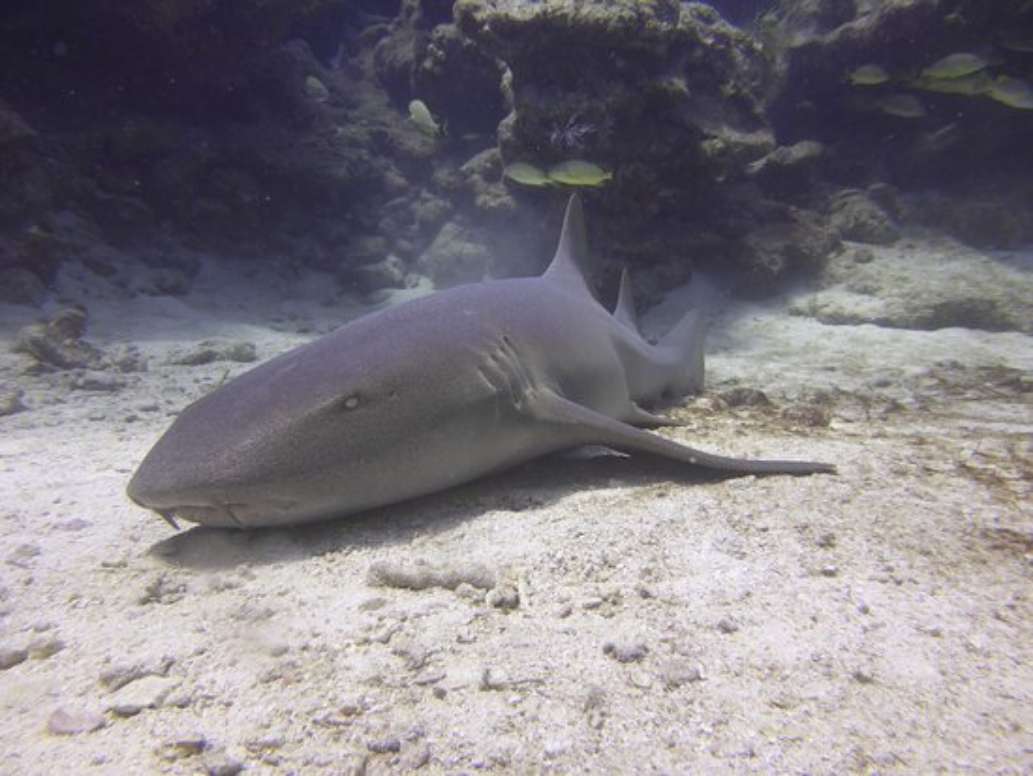 Sail Fish Scuba