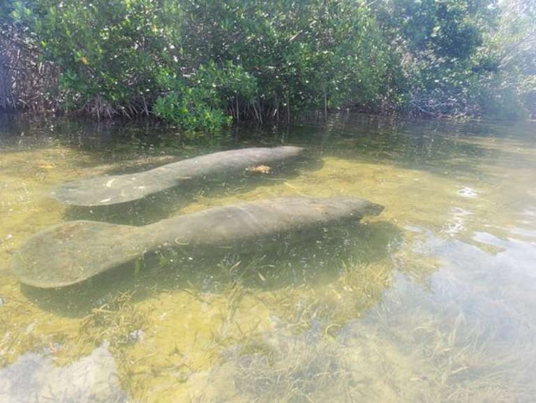 Kayak Kings of Key West