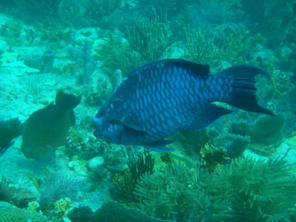 Ocean Divers