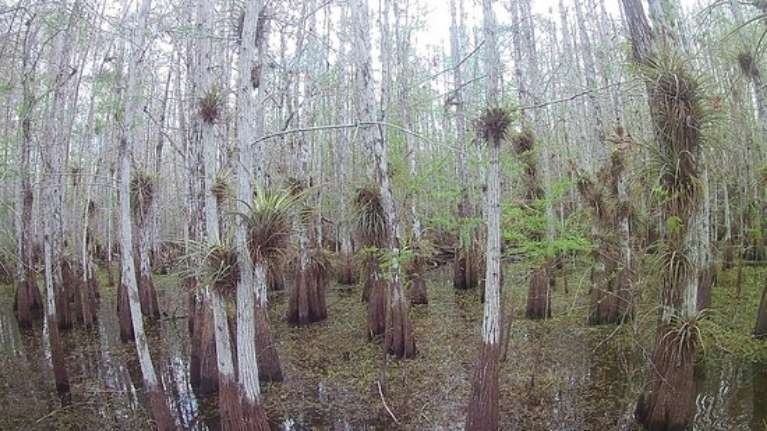 Garl's Coastal Kayaking Everglades