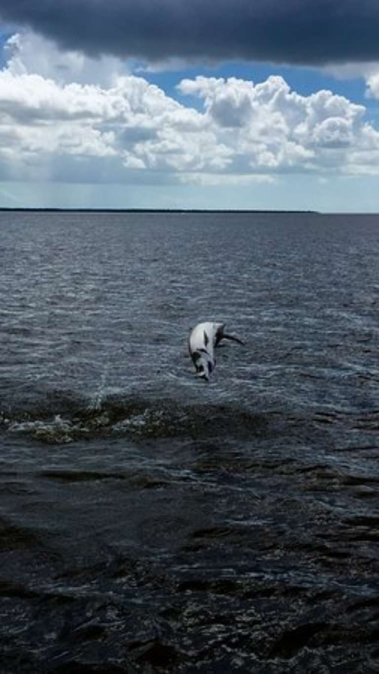 Capt. Mark Bennett - Light Tackle Backcountry Fishing Guide