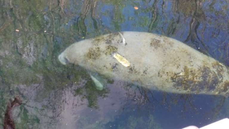 Captain Tom's Custom Charters