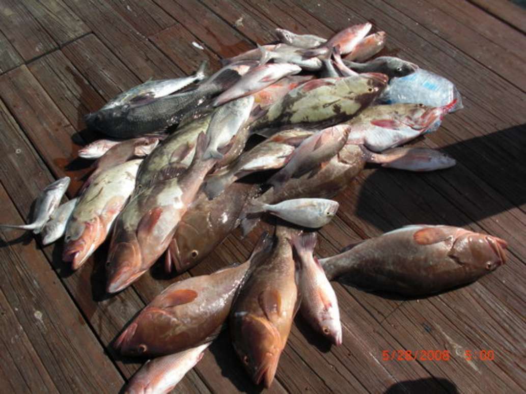 Paradise Fishing Charters
